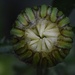 Bud