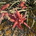 5 10 Texas Red Yucca