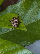 20th May 2025 - Cute as a June Bug