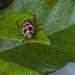 Cute as a June Bug