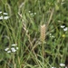 Weeds 2