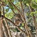 Monkey… a male. 