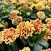 Dahlia