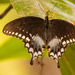 Palamedes Swallowtail Butterfly!