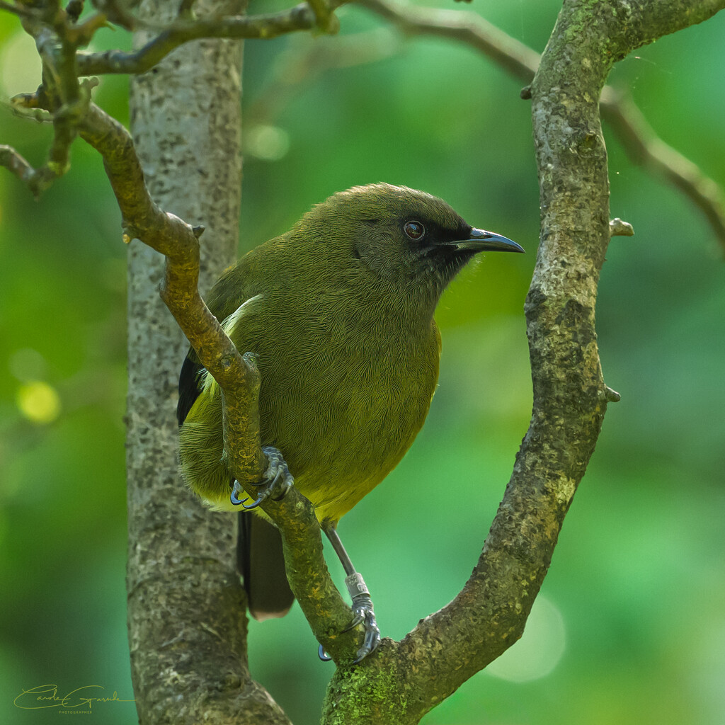 Korimako -  Bellbird by yorkshirekiwi