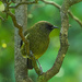 Korimako -  Bellbird