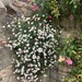 Fleabane  -  Strange Name