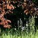 No Mow May