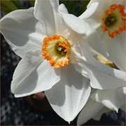 20th May 2025 - narcissus