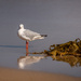 Lone gull