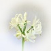 Nerine under investigation 