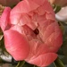 Peony