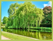 20th May 2025 - Willow Tree And Reflections
