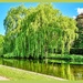 Willow Tree And Reflections