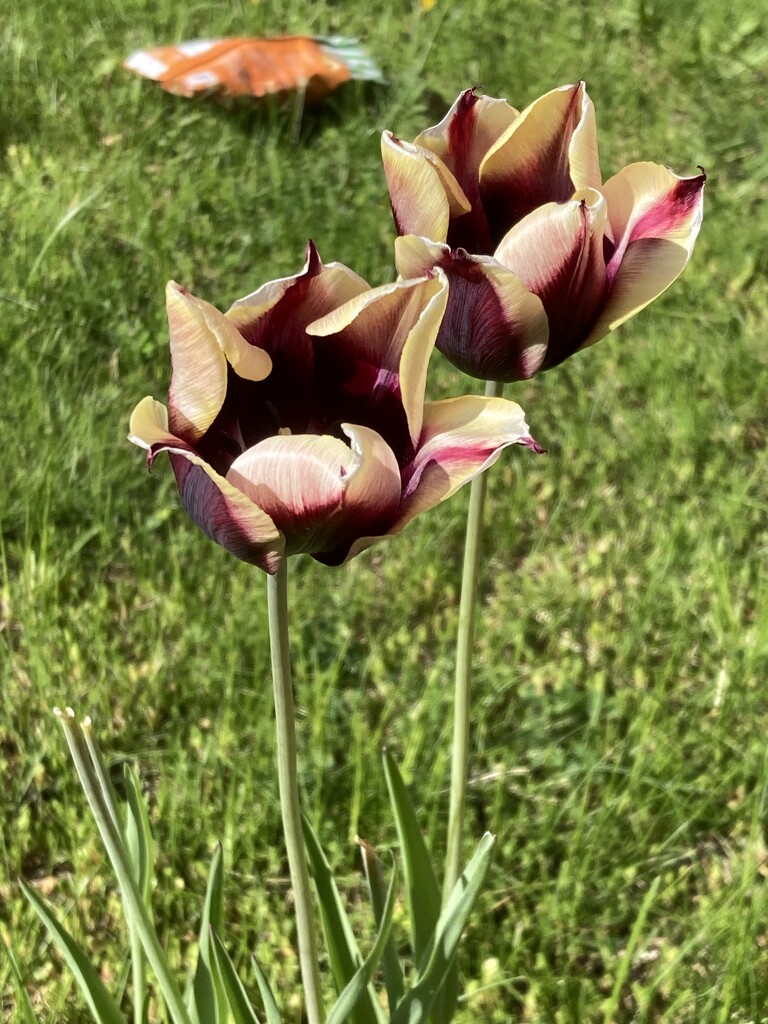 Tulips by spanishliz
