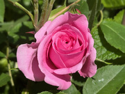 20th May 2025 - Gertrude Jekyll Rose
