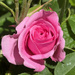 Gertrude Jekyll Rose