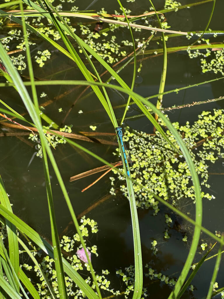 Common Blue Damselfly by 365projectmaxine