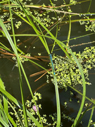 19th May 2025 - Common Blue Damselfly