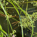 Common Blue Damselfly