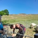 Shearing