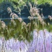NoMowMay in Abstract (20) by rensala