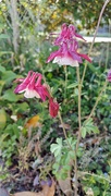 20th May 2025 - Aquilegia 