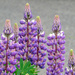 Lupine