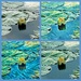 Water lilies