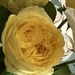 5 10 Rose from Columbia 