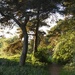 Matron's Walk