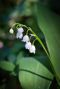 20th May 2025 - Lily of the valley