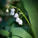 Lily of the valley