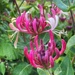 Wild Honeysuckle