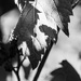 Light and shadow-7