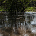 Reflection in the flood