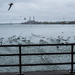 Cormorants