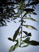 20th May 2025 - Olives in progress