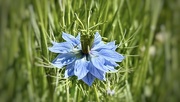 20th May 2025 - Love in a Mist