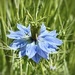 Love in a Mist