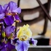 Iris Surprise 