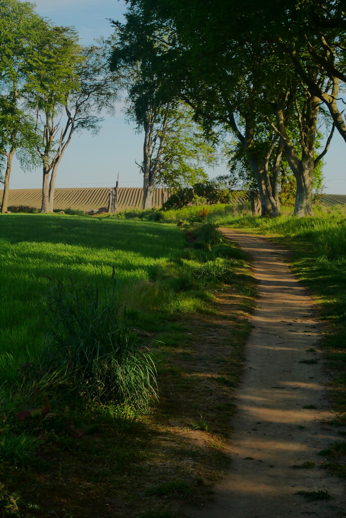 Field path  by dgrpad