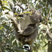 and joey is back in pouch