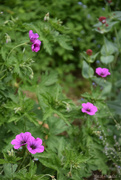 15th May 2025 - Geranium