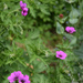 Geranium
