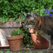 Plants lover