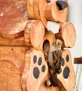 20th May 2025 - A Parent Sparrow...