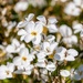 White flowers