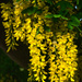 Lovely Laburnum