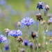 Cornflowers by randystreat